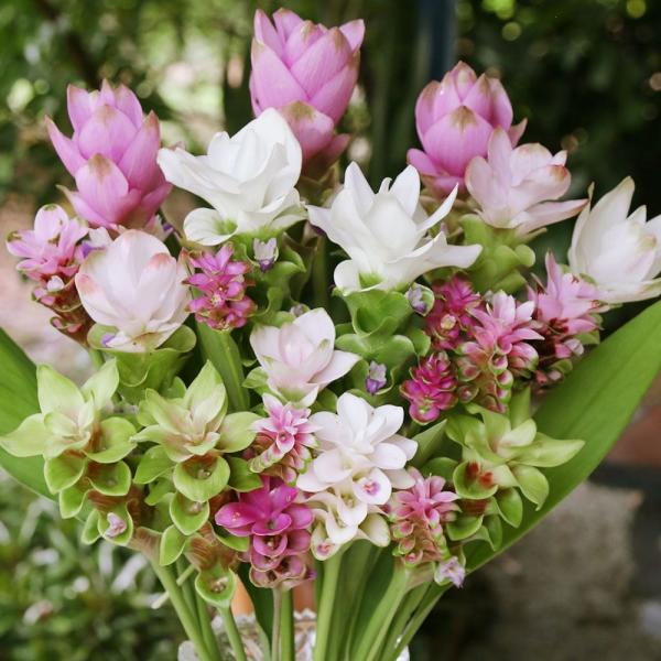 ●学名・英名：Curcuma●商品情報：クルクマはエキゾチックな花を真夏に元気よく咲かせます。暑ければ暑いほどよく生長し、花色も大きさも良くなります。花もち抜群で育てやすい。切花やアレンジにもオススメです。ショウガ科。原産地は東南アジア、主...