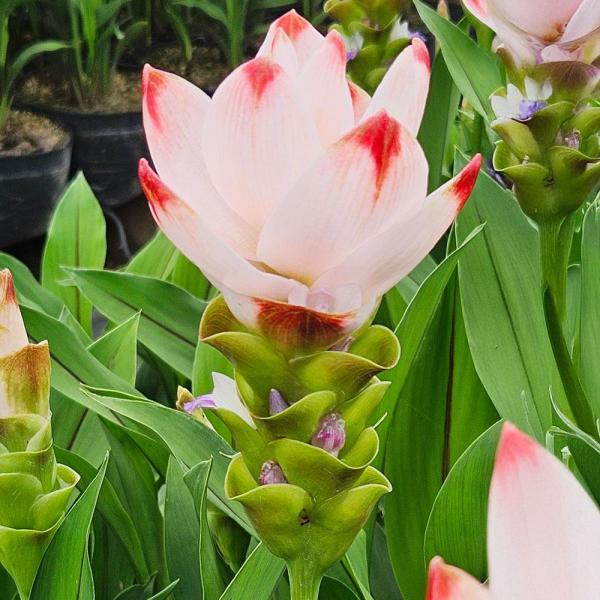 ●学名・英名：Curcuma alismatifolia Star Orange●商品情報：クルクマはエキゾチックな花を真夏に元気よく咲かせます。暑ければ暑いほどよく生長し、花色も大きさも良くなります。花もち抜群で育てやすい。切花やアレンジ...