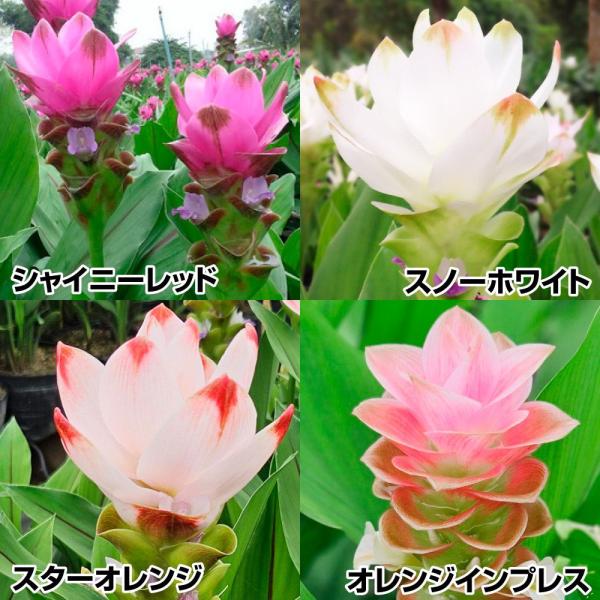 セット内容シャイニーレッド・スノーホワイト・スターオレンジ・オレンジインプレス 各3球●学名・英名：Curcuma alismatifolia●商品情報：クルクマはエキゾチックな花を真夏に元気よく咲かせます。暑ければ暑いほどよく生長し、花色...