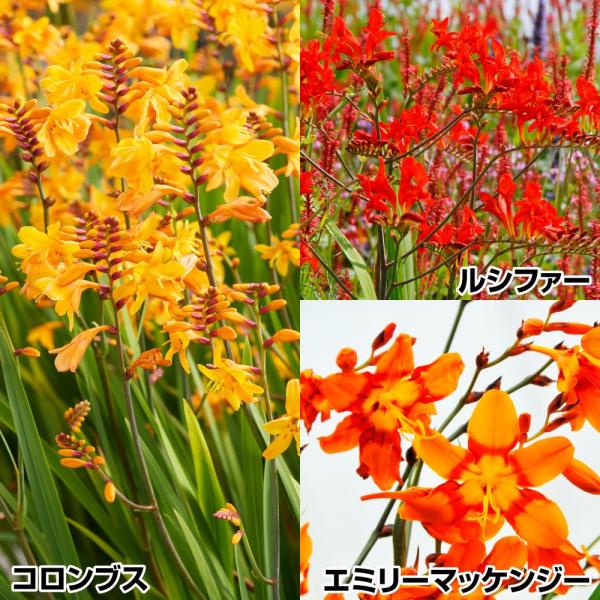 セット内容コロンブス・ルシファー・エミリーマッケンジー 各5球●学名・英名：Crocosmia●商品情報：クロコスミアは非常に丈夫で繁殖力が強く、植えっぱなし栽培もOK。アヤメ科。※佐賀県では県条例により、クロコスミア(ヒメオウギスイセン)...