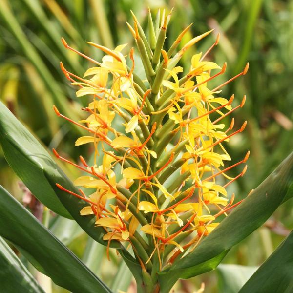 ●学名・英名：Hedychium●商品情報：ジンジャーリリーはショウガに似た爽やかな甘い香りが夜間に漂います。別名「花ショウガ」「ショウガユリ」。「金閣」は黄橙色の大輪花。ショウガ科。晩秋まで次々と開花します。温暖地では地上部は枯れたら地際...