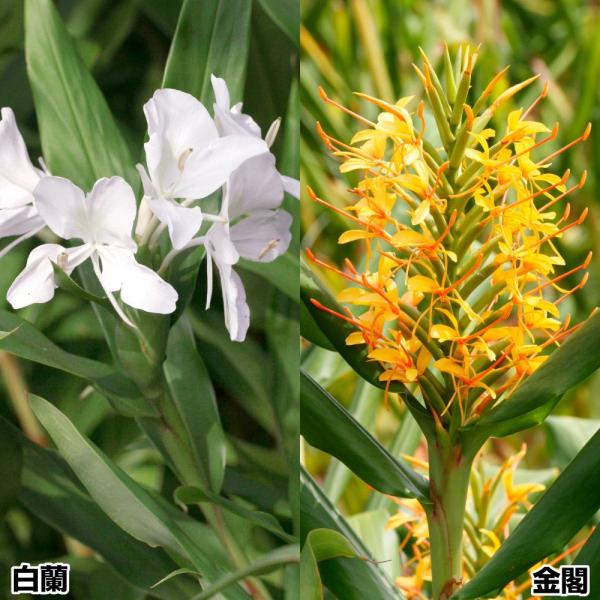 セット内容白蘭 2球、金閣 2球●学名・英名：Hedychium●商品情報：ジンジャーリリーはショウガに似た爽やかな甘い香りが夜間に漂います。別名「花ショウガ」「ショウガユリ」。ショウガ科。晩秋まで次々と開花します。温暖地では地上部は枯れた...