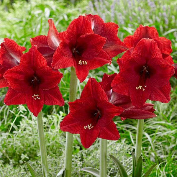 ●学名・英名：Hippeastrum Arabian Night●商品情報：オランダで露地栽培増殖がされている新しいアマリリス。丈夫で育てやすくベランダ栽培にもおすすめです。ヒガンバナ科。●お届け状態：球根(球周約22cm)●開花期(約)：...