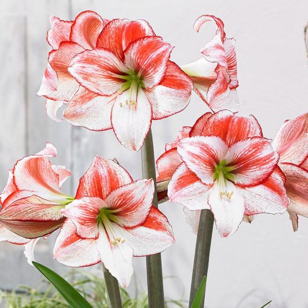 ●学名・英名：Hippeastrum Tabledance●商品情報：オランダで露地栽培増殖がされている新しいアマリリス。丈夫で育てやすくベランダ栽培にもおすすめです。ヒガンバナ科。●お届け状態：球根(球周約22cm)●開花期(約)：5-6...