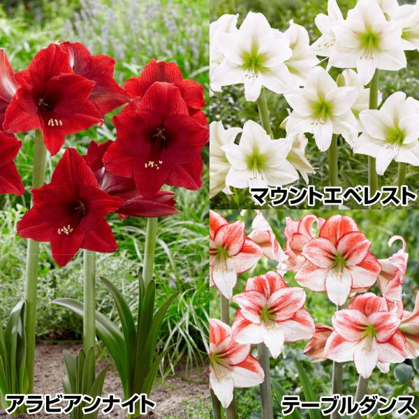 セット内容：マウントエベレスト・アラビアンナイト・テーブルダンス / 各1球●学名・英名：Hippeastrum●商品情報：オランダで露地栽培増殖がされている新しいアマリリス。丈夫で育てやすくベランダ栽培にもおすすめです。ヒガンバナ科。●お...