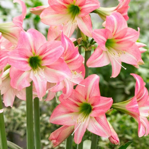 ●学名・英名：Hippeastrum sonatini Lollypop●商品情報：一般的なアマリリスより耐寒性が強く、関東以西の暖地なら年中屋外に植えっぱなしOKな耐寒性ミニアマリリスです。年々株が育ち、数年後にはたくさんの花を楽しむこと...
