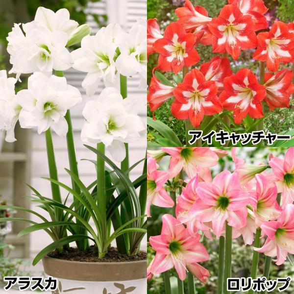 セット内容アイキャッチャー・アラスカ・ロリポップ 各1球●学名・英名：Hippeastrum sonatini●商品情報：関東以西の暖地なら年中植えっぱなしOK! 地中温度がマイナス5℃の寒い地域でも栽培可能な耐寒性ミニアマリリス。年々株が...