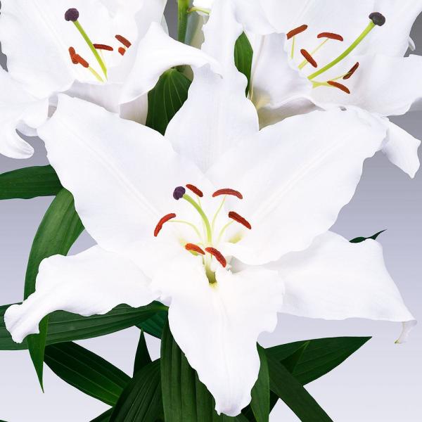 ●学名・英名：Lilium Kremlin●商品情報：カサブランカより2回り大きい、花径30cm以上の超巨大輪オリエンタルリリー!!香りはカサブランカより弱い。●お届け状態：球根●開花期：6-7月●草丈：中(80〜120cm)●耐寒性：強●...