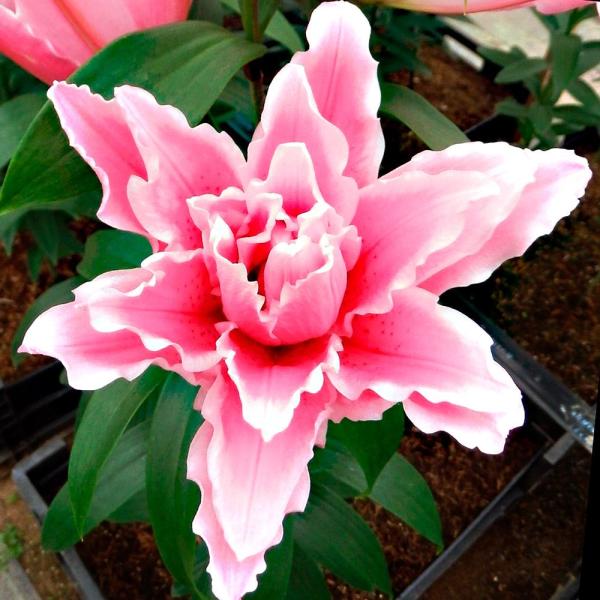 ●商品情報：6月に植えて8月頃に咲くように冷凍処理を施したゆりの球根。お盆シーズンの切花に!ソフトピンクの花弁の縁に白が入り、花つきも抜群!!※栽培環境により花色が出にくい場合があります。●お届け状態：球根(開花見込み)●草丈(約)：50-...