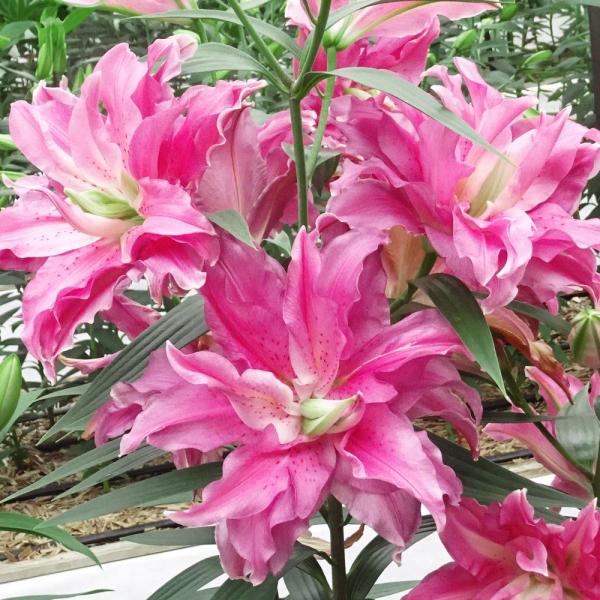 ●商品情報：6月に植えて8月頃に咲くように冷凍処理を施したゆりの球根。お盆シーズンの切花に!●お届け状態：球根(開花見込み)●草丈(約)：50-100cm●開花時期(約)：8月頃※開花調整を行っておりますが、栽培環境により開花時期が前後する...