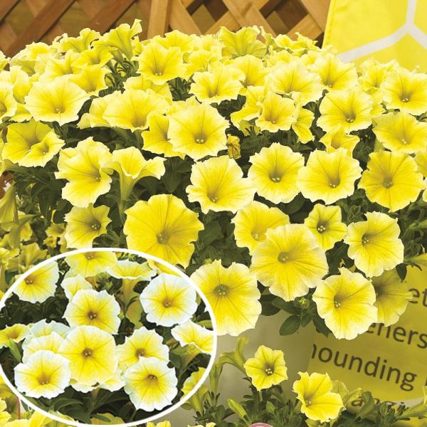 ●商品情報：鮮やかで濃いイエローの花色が、お庭で映えとても綺麗。多花性で耐暑性にも優れているので、春から秋まで連続して花が咲き続けます!AAS（オールアメリカセレクション）金賞・JFS（ジャパンフラワーセレクション）優秀賞を受賞した珠玉のペ...