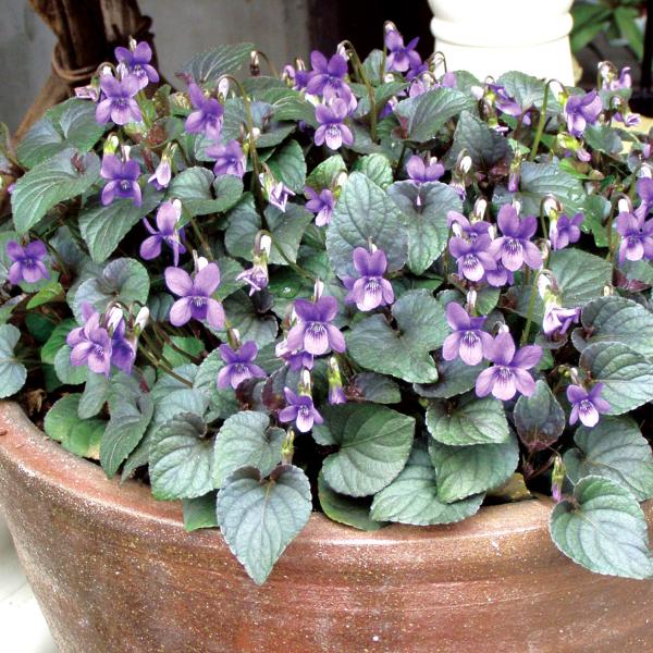 ●商品情報：生育旺盛でとっても丈夫で育てやすい宿根スミレ! 美しい銅葉とお花のコントラストが美しい、珍しい品種です。寒さに強く、暖地では葉も枯れずに越冬します。寒冷地でも越冬可能です!   ●お届け状態：ポット苗   ●分類：多年草   ●...