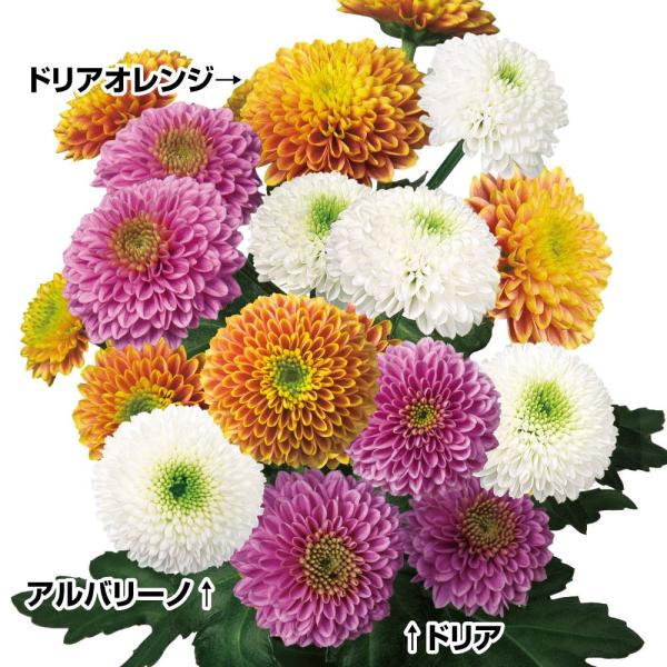 セット内容：ドリアオレンジ・アルバリーノ・ドリア /各2株●商品情報：切花に最適な菊苗のセット。切花やアレンジなど幅広く活躍!●お届け状態：6cmポット苗(1ポット1株入)●分類：多年草●開花期：秋●花径：【ドリアオレンジ】スプレー仕立て：...