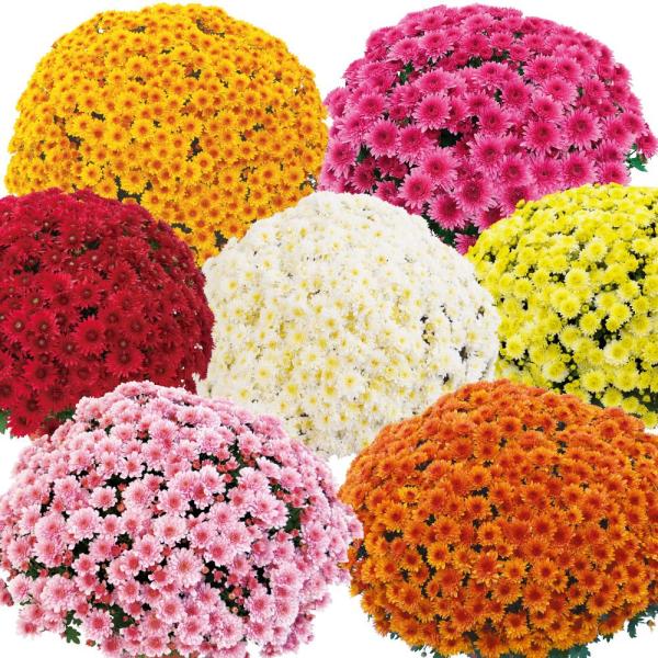 菊苗 ビッグドーム菊福袋(名称見計らい・名称付) 6株