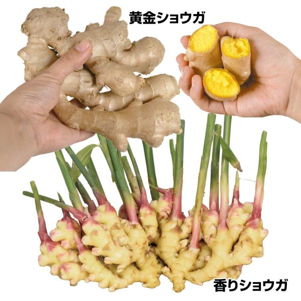 ●セット内容：黄金ショウガ　香りショウガ　●商品情報：色鮮やかな黄金肉と爽やかな香りが食欲をそそる「黄金ショウガ」と、香りが一番強く、小ぶりで使いやすい「香りショウガ」の大特価セットです！●お届け状態：種ショウガ●草丈：40〜60cm●収穫...