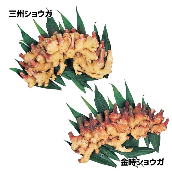 ●セット内容：金時ショウガ　500g三州ショウガ　500g●商品情報：【金時ショウガ】株元が紅色に染まり、驚くほど鮮やか!軟化栽培した筆ショウガは高級野菜としても有名。辛味成分ジンゲロールを一般品種よりも豊富に含みます。【三州ショウガ】肉質...