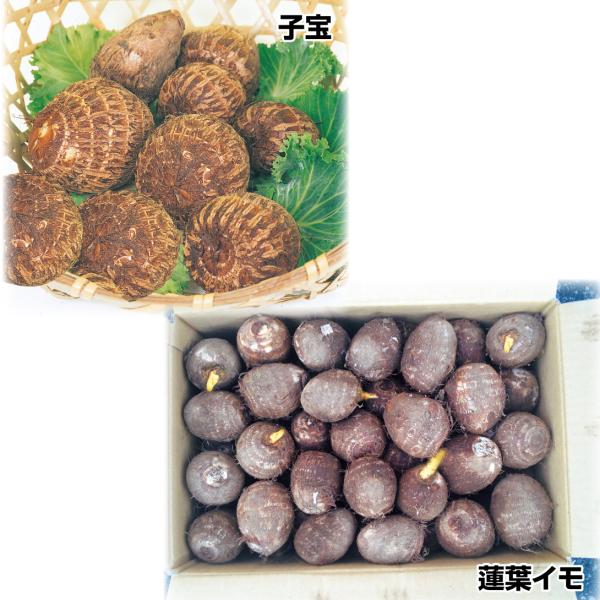 ●セット内容：子宝 500g、蓮葉イモ 500g●商品情報子宝：名前の通りたくさん小イモが収穫でき、収量は従来の約１．５倍!モチモチ旨く、ほぼ煮崩れなし。貯蔵性も優秀!蓮葉イモ：孫イモの太りが抜群で、えぐみ少なくとっても美味しい。蓮の葉のよ...