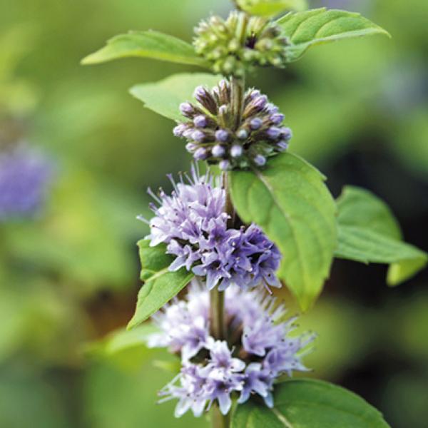 ●商品情報：全体に香りがあり、香料や薬用植物として利用される日本在来のハーブ。ナチュラルガーデンとしても人気！●お届け状態：ポット苗●分類：多年草●花期：7〜8月●収穫期：春〜秋●日照：日向●耐寒性：強