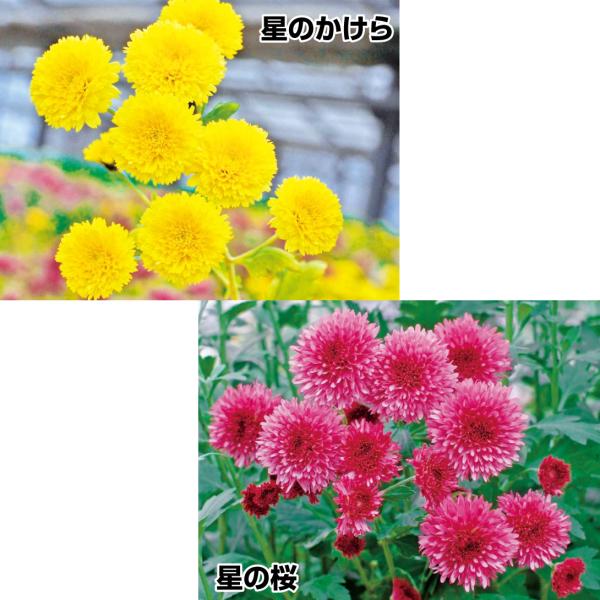 ●セット内容：星のかけら　2株星の桜　2株●商品情報：生でも苦味少なく、ほのかに甘い花弁を料理にトッピングすれば、とっても華やか！●お届け状態：ポット苗●分類：多年草●収穫期(約)：10〜11月●日照：日なた●耐寒性：中