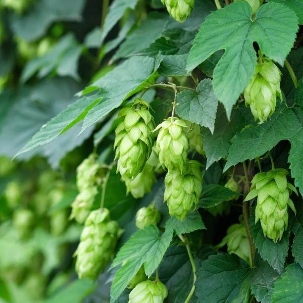 ●商品情報：マグナムは耐病性があり、生育旺盛でたくさんの毬花が収穫ができます。採れたての毬花は柑橘のフレッシュな香りで、すっきりとした苦みがあります。市販のビールに浮かべ、香りや苦みを楽しんだり、天ぷらなども絶品。若葉はバター炒めや、和え物...