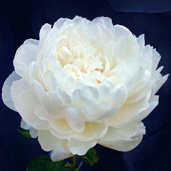 ●商品情報：豪華芍薬の代表品種ピンクのサラベルナールの枝変わり品種。●お届け状態：2〜3芽付ポット苗●分類：多年草●開花期：5〜6月●生長後の樹高(約)：0.5〜1ｍ●日照：日なた・半日陰●耐寒性：強●栽培適地・用途：庭・鉢・切花●備考※開...