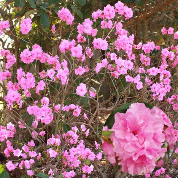 ●商品情報：鮮やかな濃ピンク色が際立つ半八重咲き。落葉性ツツジと常緑性シャクナゲを交配して生まれたハイブリッドツツジです! 一般地では常緑〜半常緑で冬越し、寒冷地では落葉した状態で冬越しします。樹勢強く、直立した樹形になります。●お届け状態...