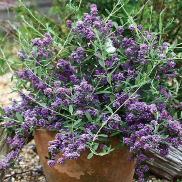 ●商品情報：甘い香りで蝶を呼び寄せるブッドレア。ユニークは、ライラック色の花穂を切り戻すと、初夏から秋まで何度も楽しめる！登録名：PMOORE12●お届け状態：挿木2年生根巻苗（樹高約20〜30cm）●分類：落葉樹●開花期：6〜10月●生長...