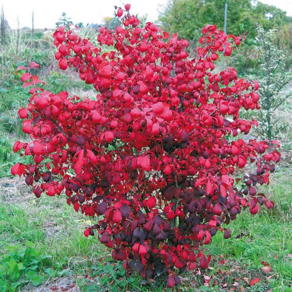 ●商品情報：世界三大紅葉樹のひとつとされるニシキギの小型品種。春から初夏の白い小花も可愛いですが、秋に見事な鮮濃紅色に色づく葉も素晴らしい。●お届け状態：挿木2年生9cmポット苗●分類：落葉低木●開花期：5〜7月●葉の観賞期(約)：11〜1...