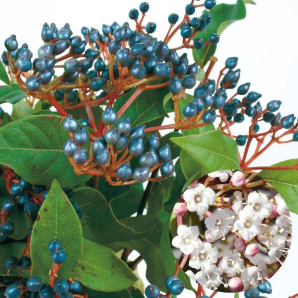 ●商品情報：濃桃色の蕾から白花を咲かせ、花後には藍色の実がつく! 性質強健で育てやすい。●お届け状態：12cmポット苗●分類：常緑樹●開花期：3〜4月●生長後の樹高(約)：2〜3m●日照：日なた●耐寒性：強●栽培適地・用途：庭・鉢・切花