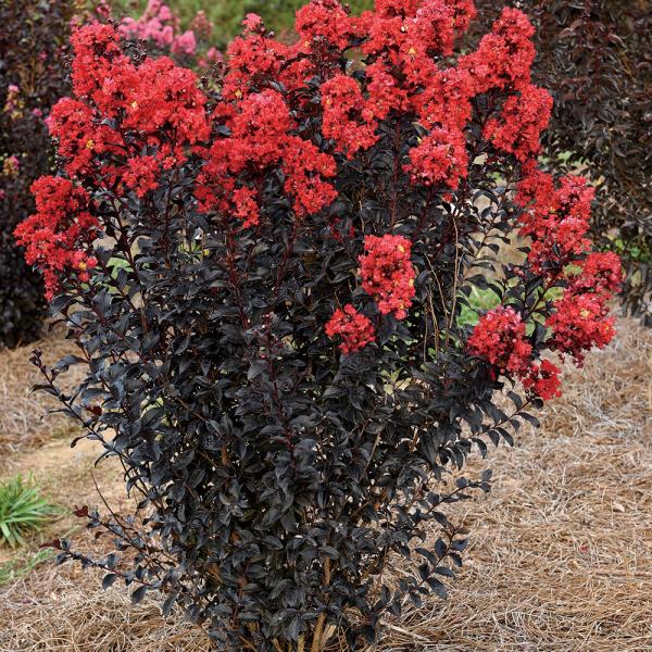 ●商品情報：極矮性で鉢植えにピッタリなサイズ感! 黒葉が美しく、花がない時期にもカラーリーフとして楽しめます。赤い花は咲き始めは白っぽく、咲き進むと徐々に色づいていきます。耐病性にも優れます。●お届け状態：12cmポット苗●分類：落葉樹●開...