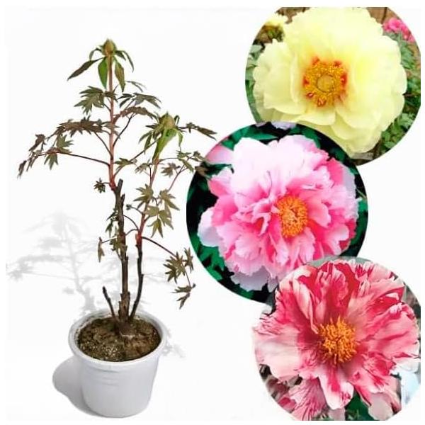 ●商品情報：超お買い得！牡丹の開花予定株がこの価格！毎年入荷待ち続出の牡丹のプラスチック鉢植えが通信販売で登場!!品切れ御免。●お届け状態：6〜8号プラスチック鉢入り・2本立ち以上●分類：落葉樹●開花期(約)：4〜5月●樹高(約)：0.7〜...