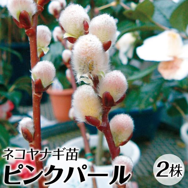 ●商品情報：艶のある淡いピンクの芽が美しいネコヤナギ。花もちよく切花でも楽しめる。●お届け状態：挿木2年生ポット苗(樹高20〜30cm)●分類：落葉樹●花期(約)：3〜4月●日照条件：日なた●耐寒性：強●樹高(約)：1〜3m●栽培適地：庭・...