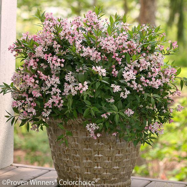 ●商品情報：コンパクトなサイズで、鉢植えにも向くヒメウツギ!春にピンクの花をたくさん咲かせます。●お届け状態：挿木1〜2年生ポット苗（樹高約10〜20ｃｍ）●分類：落葉樹●耐寒性：強●生長後の樹高（約）：30〜60cｍ●日照：日なた・半日陰...
