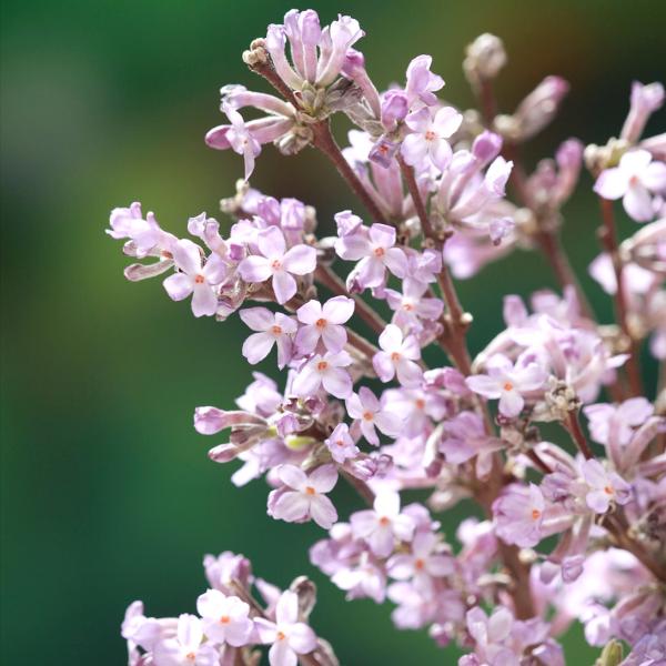 ●商品情報：まだ葉のない時期から、淡く香りのある薄紫色の小花を咲かせます。桜ではなく沈丁花の仲間で、別名フジモドキ。長期間開花！●お届け状態：挿木2年生10.5cmポット苗●分類：落葉樹●開花期：3〜4月●生長後の樹高(約)：1〜1.5m●...