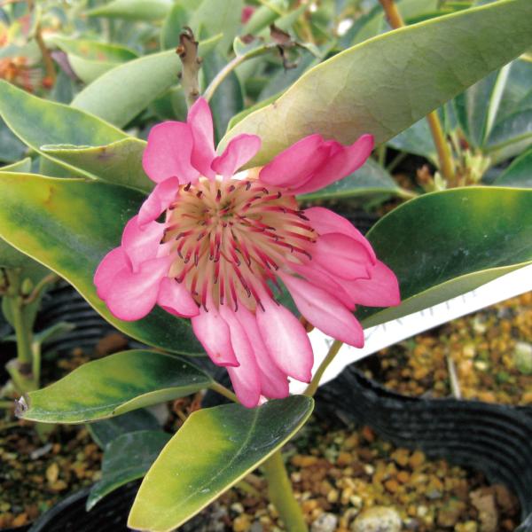 ●商品情報：ピンク色の花を咲かせる矮性種。枝先にまとまり咲く花姿が似ていることから、別名はシャクナゲモドキ。●お届け状態：挿木1年生13.5cmポット苗●分類：常緑樹●開花期：4〜5月●生長後の樹高(約)：1〜4m●日照：日なた●耐寒性：中...