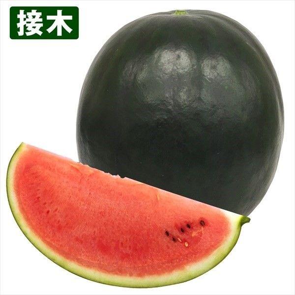 ●商品情報：タネのサイズが従来品種の約4分の1と極小！ 種ごと食べても気にならない大きさなので、そのままカブリつけます。種にはミネラル・ビタミン・脂肪酸・タンパク質など栄養も豊富なのです！　種ごと食べられる「ピノシリーズ」の重厚感のある黒皮...