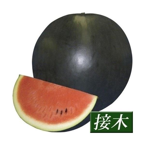 ●商品情報：食味を重視して開発された、折り紙つきの美味しさを持つ新品種。綺麗な円形で、皮の伸張性が少ないため空洞果も少ない！　最高糖度14度と甘味も抜群で、口いっぱいに広がる濃厚な果汁がたまりません。しかも大玉なので、お腹いっぱい、スイカが...