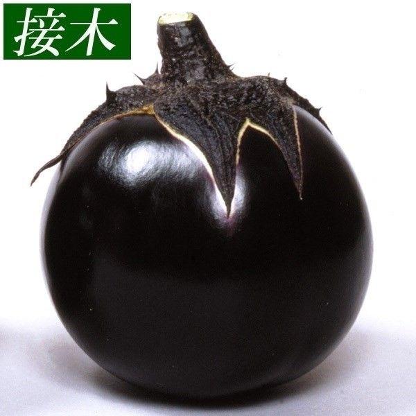 ●商品情報：実がよく締り、まろやかな味わいの京都の名品。煮炊きしても型崩れしにくく、煮物や田楽に最適！●果重（約）：200〜350g●お届け状態：接木9cmポット苗●備考：※接木苗、特にウリ科植物(ゴーヤ・キュウリ・メロン・スイカ)は、台木...