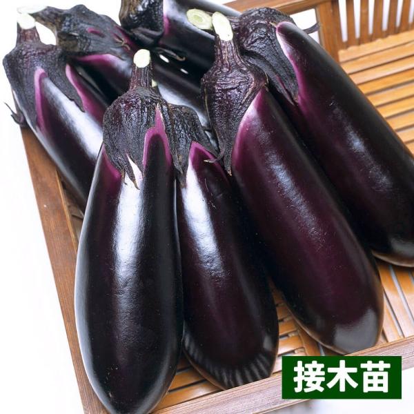 ●商品情報：とげがないから痛くない！ 植物全体にとげがなく、収穫作業時はもちろん、料理の際も扱い易い。果皮がやわらかく、漬物・煮物・焼ナス等さまざまに利用可能。（農林水産省登録品種　登録名:とげなし湖南1号）●お届け状態：接木9cmポット苗...