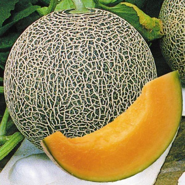 ●商品情報：糖度は16〜17度で安定しやすく、人気の高い品種です。つる割病に抵抗性をもち、育てやすいネットメロン。肉質緻密で舌触りも良く、貯蔵性にも優れます。ヘタの外縁部が黄白色に変わったら収穫期の目安です。●果重（約）：1.4〜1.6kg...