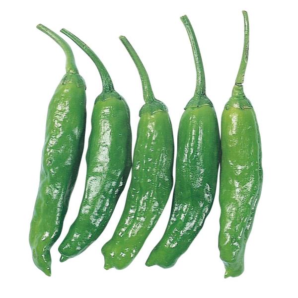 ●商品情報：夏の食卓に欠かすことのできないししとう。焼きとうや野菜炒め、天ぷらなどがオススメです。生育途中で強いストレスがかかると辛くなるので注意。●お届け状態：実生9cmポット苗 ●備考：※ポットの口の対角線または直径が9cmとなります。...