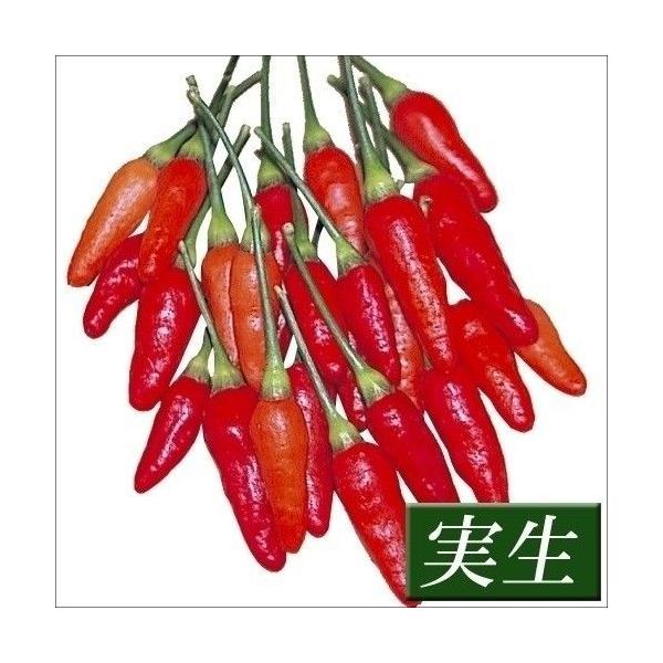 ●商品情報：アジア一辛いとされる沖縄の激辛トウガラシ。泡盛漬けにした調味料は数滴で激辛！●果長（約）：1.5cm●お届け状態：実生9cmポット苗 ●備考：※ポットの口の対角線または直径が9cmとなります。※関東〜九州北部の平坦地区の露地への...