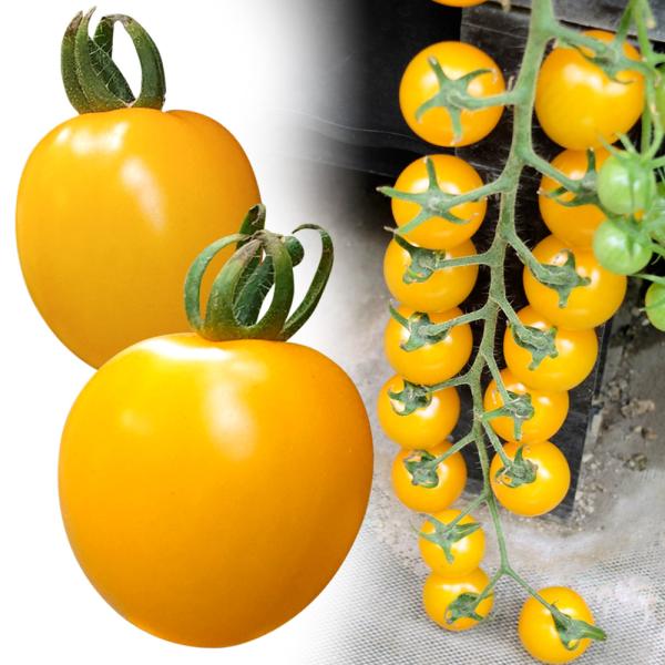 ●商品情報：受粉しなくても実がなる「単為結果性」のミニトマト。高温期でも着果が安定し栽培しやすい。鮮やかな黄色皮で丸みのある果実は、薄皮で口当たりまろやか。酸味が少なく、糖度（平均7度）とのバランスが良くとっても美味しい！●果重（約）：20...