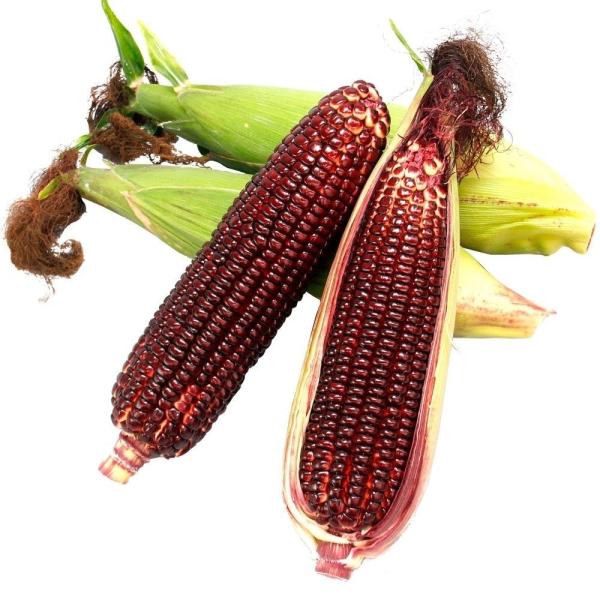 ●商品情報：日本初、赤いスイートコーン！　宝石のように輝く赤い果実と、サツマイモのように優しい甘さで、トウモロコシの風味と旨味が楽しめる「大和ルージュ」！　アントシアニンが豊富に含まれており、その含有量はなんとイチゴの2.5倍！　草勢強く、...