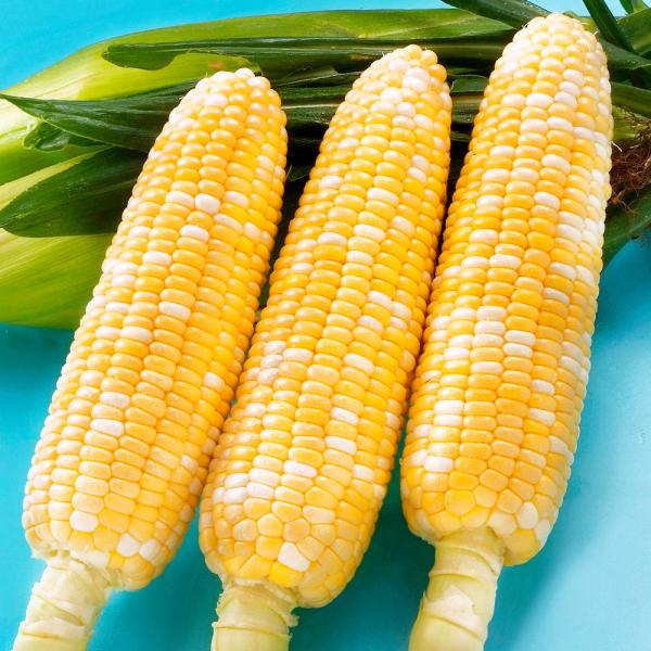 ●商品情報：「飲むスイーツとうもろこし」とも呼ばれるほど果汁が多くジューシーで、果実にかぶりつくと口いっぱいに広がります！糖度20度超え（平均18〜20度）も記録するほど甘味が強く風味が良く美味しい。粒皮がやわらく、粒離れもよいので食べやす...