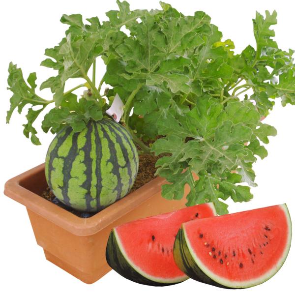 ●商品情報：ツルの長さが従来品種の1/4と短く、プランターでも栽培でき、ベランダなどでも栽培可能！！ 糖度も十分あり、裂果も少ない。※プランター栽培では、1株1果どりで仕立ててください。●果重（約）：1.5〜2kg（小玉）●糖度（約）：12...