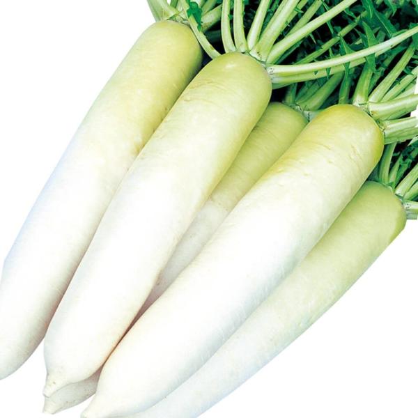 ●商品情報：とにかく旨い！ 播種期間が長く、春・夏・秋の三季まきが可能で、肌にツヤがあり美しい青首総太り大根。イオウ病耐病性を持つほか、低温期の肥大性に優れ栽培簡単！ また、高温期にウイルス病や軟腐病にかかりにくい性質も持っています。肉質は...