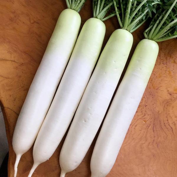 ●商品情報：最強クラスの晩抽性を誇り、露地栽培では2月下旬からのマルチべたがけ栽培で5月中旬より収穫可能！ 耐暑性に優れ尻詰まり・揃いも抜群の春大根です！●根長（約）：36〜38cm●収穫までの日数（約）：65〜75日●お届け状態：種子●入...