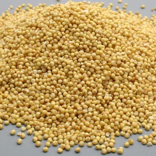 ●商品情報：日本最古の穀物のひとつ。もちもち食感で、あっさりとクセがなく食べやすい。ミネラルを多く含み、団子やおこわなどに。●お届け状態：種子●播種目安：100〜200ml/1a※1a=100平方メートル●備考：播種や植え付け後の栽培条件、...