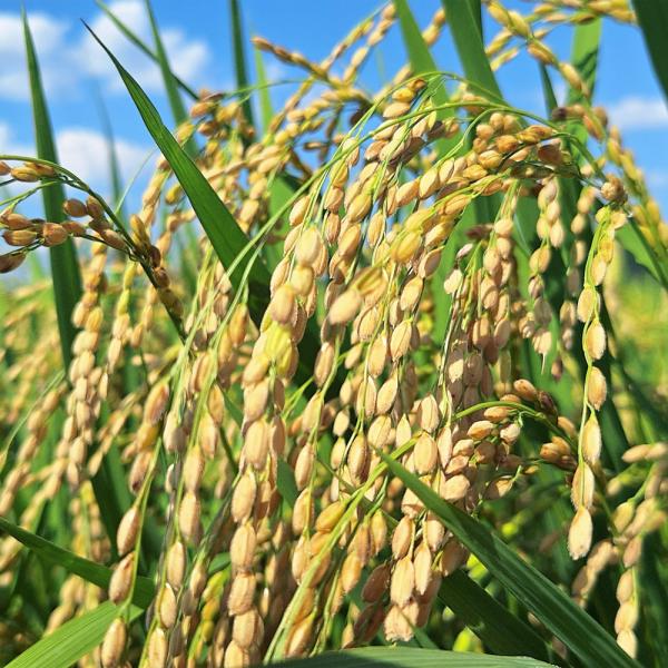 ●商品情報：いわずと知れた、もっちり系極良食味種。いもち病に弱いので、徹底防除を。●種別：水稲（うるち米）●お届け状態：種子●出穂期：8月10日●成熟期：9月22日●稈長：88cm●穂長：18.6cm※出穂期、成熟期は、地域・気候・土壌・田...